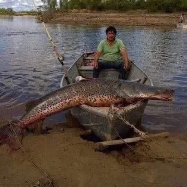 Surubim gigante de quase 80 kg é capturado no Rio Paraguai. Ou é história de pescador?